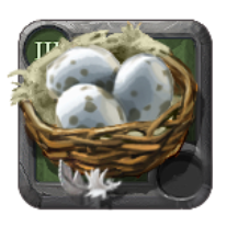 Œufs de poule